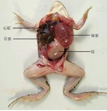 黑斑蛙结构