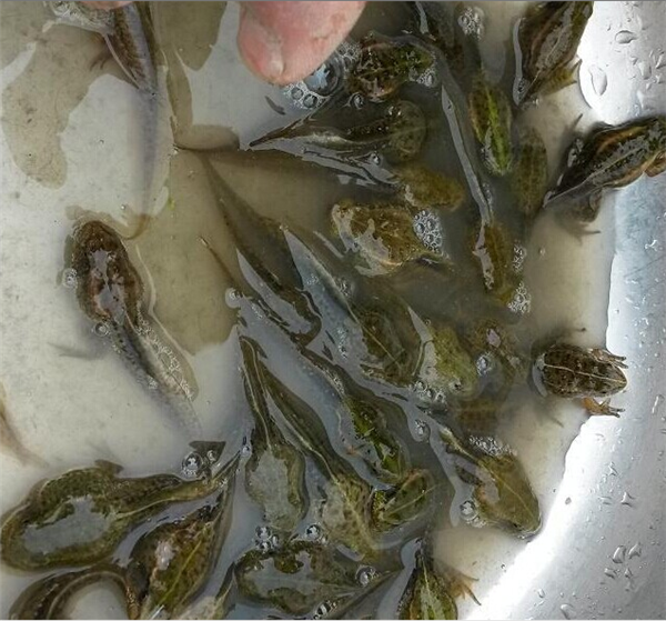 蝌蚪